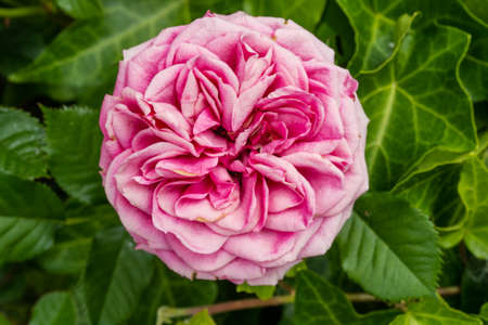 Rose is a woody perennial flowering plant of the genus Rosa, in the family Rosaceae, or the flower...