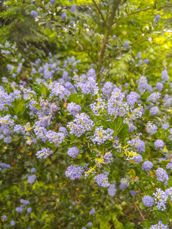 Blueblossom (Ceanothus thyrsiflorus) is an evergreen shrub in the genus Ceanothus that is endemic to Oregon and California.の写真素材