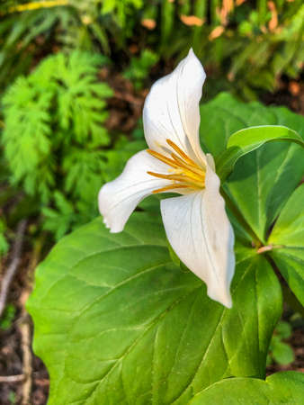 Pacific trillium (Trillium ovatum) is a species of flowering plant in the family Melanthiaceae. It is a perennial herbaceous plant that spreads by means of underground rhizomes.の写真素材