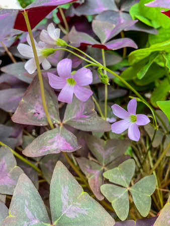 Purple Shamrock (Oxalis triangularis) is a species of perennial plant in the family Oxalidaceae. It is native to several countries in southern South America.の写真素材