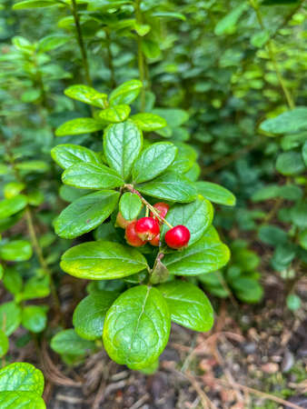 Lingonberry (Vaccinium vitis-idaea) is a short evergreen shrub in the heath family that bears edible fruit, native to boreal forest and Arctic tundra throughout the Northern Hemisphere.の写真素材