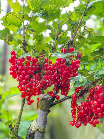 Red currant (Ribes rubrum) is a member of the genus Ribes in the gooseberry family. It is native...