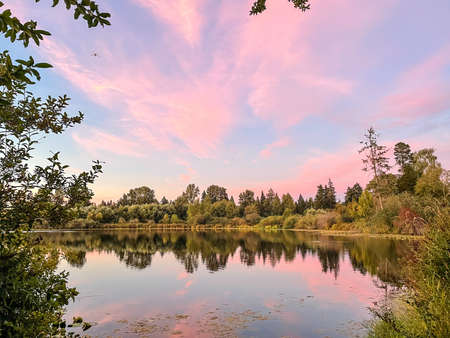 Larsen Lake Blueberry Farm is a great place to pick your own blueberries on a large farm/park area. Lake Hills Greenbelt is a wetland corridor encompassing more than 150 acres of diverse wildlife habitat including forests, wetlands, streams and lakes.の写真素材
