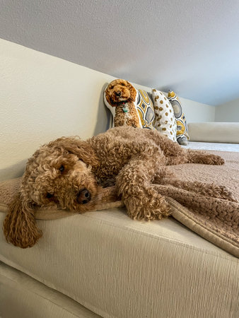 Australian Labradoodle is a mix between the Labrador Retriever, Poodle and Cocker Spaniel.の写真素材