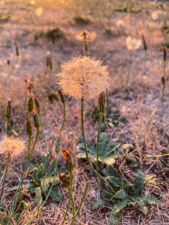 Catsear (Hypochaeris radicata) is a perennial, low-lying edible herb often found in lawns.