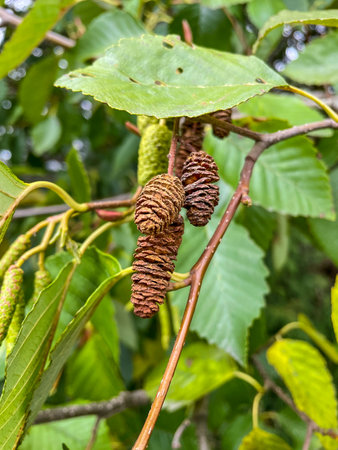 Grey alder (Alnus incana) is a species of tree in the birch family, with a wide range across the cooler parts of the Northern Hemisphere.の写真素材