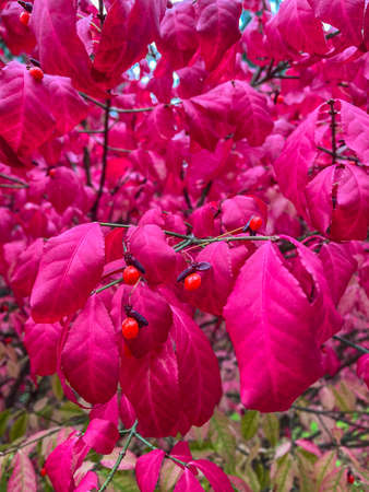 Fall colors in Lake Hills neighborhood in Bellevue, WAの写真素材