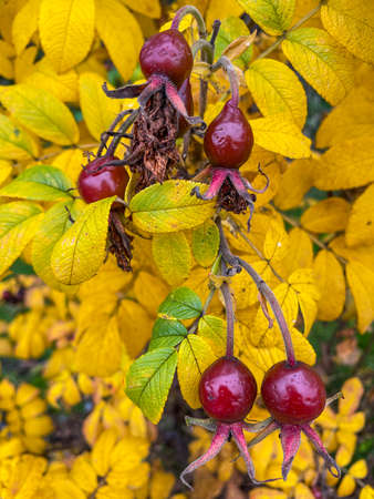 Japanese rose (Rosa rugosa) is a species of rose native to eastern Asia, in northeastern China,...