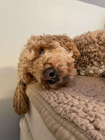 Australian Labradoodle is a mix between the Labrador Retriever, Poodle and Cocker Spaniel.の写真素材
