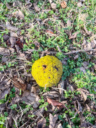 Osage orange (Maclura pomifera) is a small deciduous tree or large shrub, typically growing about 8...