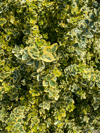 Fortune's spindle (Euonymus fortunei) is a species of flowering plant in the family Celastraceae, native to east Asia, including China, Korea, the Philippines and Japan.の写真素材