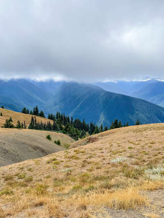 Hurricane Ridge is a mountainous area in Washington's National Park. Approximately 18 miles (29 km) by road from Port Angeles, the ridge is open to hiking, skiing, and snowboarding and is one of the two most visited sites in the national park.の写真素材