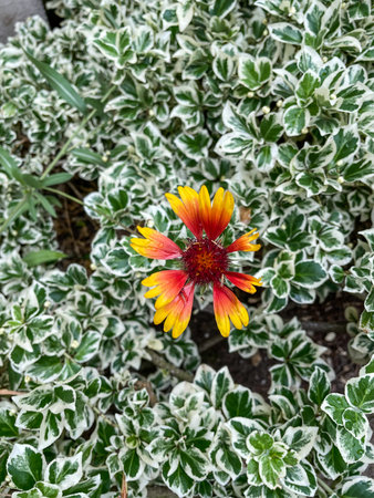 Marigold (Tagetes erecta) is a species of the genus Tagetes native to Mexico and Central America.