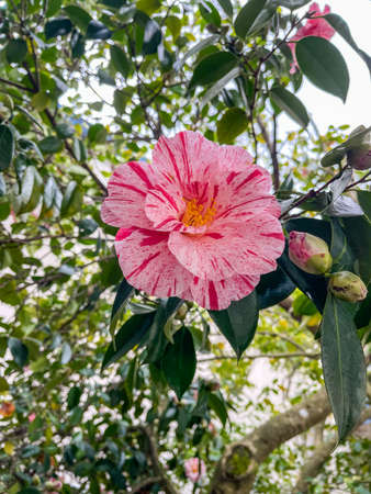 Common camellia (Camellia japonica) is a flowering tree or shrub. There are thousands of cultivars of C. japonica in cultivation, with many different colors and forms of flowers.の写真素材