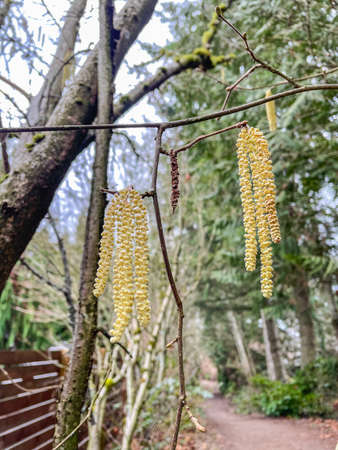Common hazel (Corylus avellana) is a species of hazel native to Europe and western Asia. Common...