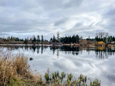 Larsen Lake Blueberry Farm is a great place to pick your own blueberries on a large farm/park area. Lake Hills Greenbelt is a wetland corridor encompassing more than 150 acres of diverse wildlife habitat including forests, wetlands, streams and lakes.の写真素材