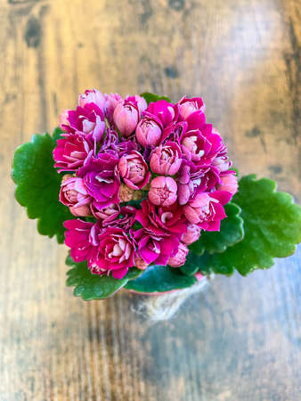 Calandiva (Kalanchoe blossfeldiana) is a herbaceous and commonly cultivated house plant of the genus Kalanchoe native to Madagascar.の写真素材