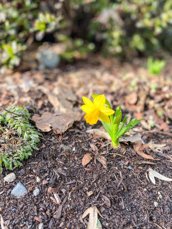 Jonquil (Narcissus jonquilla) is a bulbous flowering plant, a species of the genus Narcissus (daffodil) that is native to Spain and Portugal but has now become naturalised in many other regions: France, Italy, Turkey, the former Yugoslavia, Madeira, British Columbia in Canada, Utah, Illinois, Minnesota, Ohio, and the southeastern United States from Texas to Maryland.の写真素材