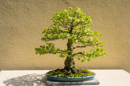 Oriental sweet gum (Liquidambar Orientalis) is a deciduous tree in the genus Liquidambar, native to the eastern Mediterranean region, that occurs as pure stands mainly in the floodplains of southwestern Turkey and on the Greek island of Rhodes.の写真素材