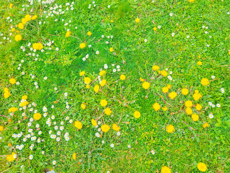 Common dandelion (Taraxacum officinale) is a flowering herbaceous perennial plant of the family Asteraceae.の写真素材