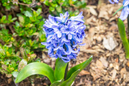 Common hyacinth (Hyacinthus orientalis) is a species of flowering plant in the family Asparagaceae, subfamily Scilloidiae, native to southwestern Asia, southern and central Turkey, northwestern Syria, Lebanon and northern Israel. It was introduced to Europe in the 16th century. It is widely cultivated everywhere in the temperate world for its strongly fragrant flowers which appear exceptionally early in the season, and frequently forced to flower at Christmas time.の写真素材