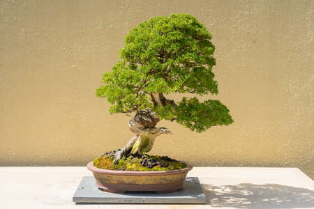 Pacific Bonsai Museum connects people to nature through the living art of bonsai. This collection...