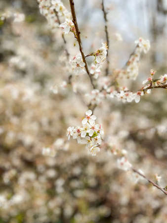Blackthorn (Prunus spinosa) is a species of flowering plant in the rose family Rosaceae. It is...