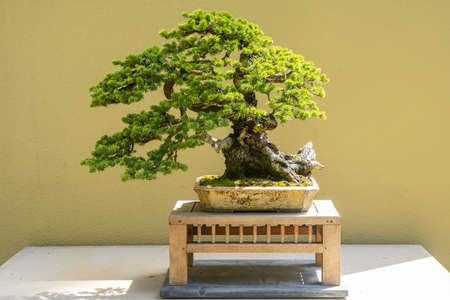 Colorado blue spruce (Picea pungens) is a species of spruce tree. It is native to the Rocky...