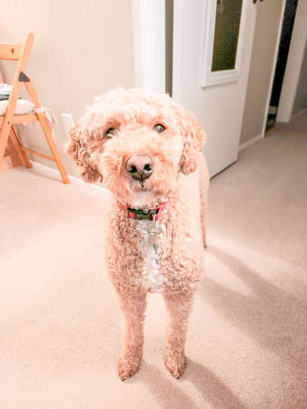 Australian Labradoodle is a mix between the Labrador Retriever, Poodle and Cocker Spaniel.