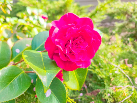 Common camellia (Camellia japonica) is a flowering tree or shrub. There are thousands of cultivars of C. japonica in cultivation, with many different colors and forms of flowers.の写真素材