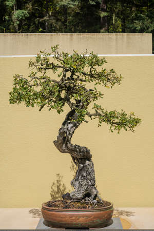 Tucker oak (Quercus john-tuckeri) is a North American species of oak  endemic to California, where it grows in the chaparral and oak woodlands of mountain slopes in the western Transverse Ranges, the southernmost Central Coast Ranges, and the margins of the Mojave Desert.の写真素材