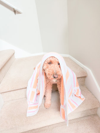Australian Labradoodle is a mix between the Labrador Retriever, Poodle and Cocker Spaniel.の写真素材