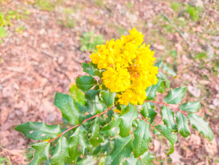 Common holly (Ilex aquifolium) is a species of holly native to western and southern Europe,...