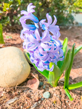 Common hyacinth (Hyacinthus orientalis) is a species of flowering plant in the family Asparagaceae, subfamily Scilloidiae, native to southwestern Asia, southern and central Turkey, northwestern Syria, Lebanon and northern Israel. It was introduced to Europe in the 16th century. It is widely cultivated everywhere in the temperate world for its strongly fragrant flowers which appear exceptionally early in the season, and frequently forced to flower at Christmas time.の写真素材