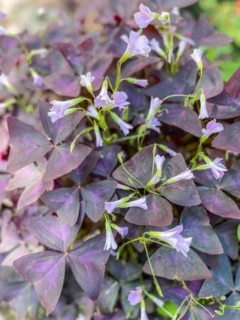 Purple Shamrock (Oxalis triangularis) is a species of perennial plant in the family Oxalidaceae. It is native to several countries in southern South America.の写真素材