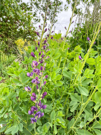 Blue wild indigo (Baptisia australis) is a flowering plant in the family Fabaceae (legumes).の写真素材