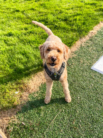 Australian Labradoodle is a mix between the Labrador Retriever, Poodle and Cocker Spaniel.の写真素材