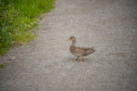 Gadwall (Mareca strepera) is a common and widespread dabbling duck in the family Anatidae.の写真素材