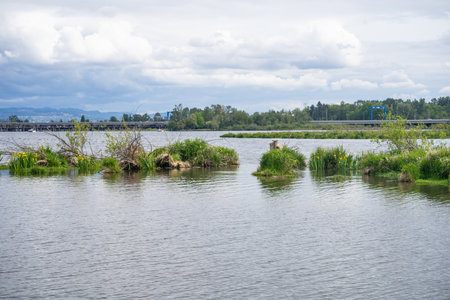 Union Bay Natural Area (UBNA) in Seattle, Washington is notable for diverse habitats including a good-sized lake, small permanent ponds, seasonal ponds, woods, sample prairie, and marshland.の写真素材