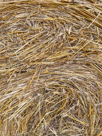 Round hay bales are harder to handle than square bales but compress the hay more tightly.