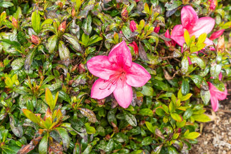 Japanese azalea (Rhododendron japonicum) is decidious shrub growing to 2m. Hardy to zone 5.  Flowers April to May. The flowers are hermaphrodite (have both male and female organs) and are pollinated by insects. The plant prefers light sandy, well-drained but moist soil. It can grow in semi-shade (light woodland) or full sun.の写真素材