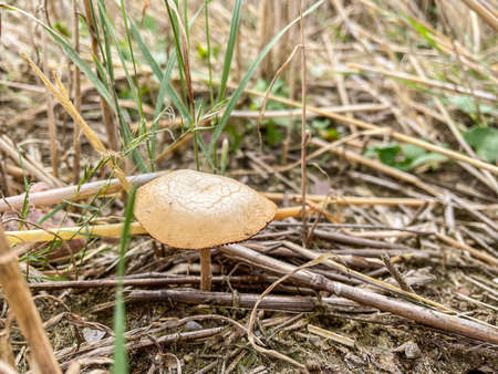 Tawny grisette (Amanita fulva) is a basidiomycete mushroom of the genus Amanita. It is found frequently in deciduous and coniferous forests of Europe, and possibly North America.の写真素材