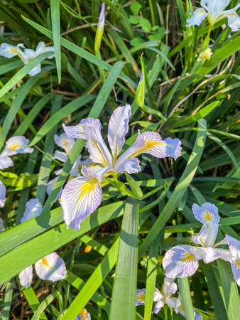 Virginia iris (Iris virginica) is a perennial species of flowering plant, native to eastern North America.の写真素材
