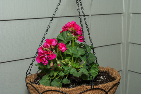 Garden Geranium (Pelargonium x hortorum) is a nothospecies of Pelargonium most commonly used as an...