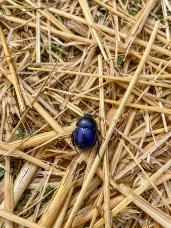 Dor beetle (Anoplotrupes stercorosus) is a species of earth-boring dung beetle belonging to the family Geotrupidae, subfamily Geotrupinae.の写真素材