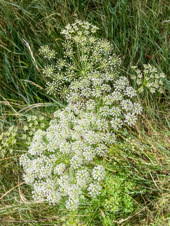 Noble yarrow (Achillea nobilis) is a flowering plant in the sunflower family.