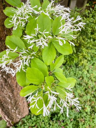 Chinese fringetree (Chionanthus retusus) is a flowering plant in the family Oleaceae. It is native to eastern Asia: eastern and central China, Japan, Korea and Taiwan.の写真素材