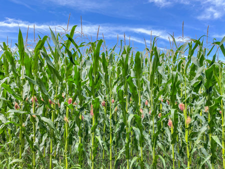 Maize (Zea mays), also known as corn (North American and Australian English), is a cereal grain...