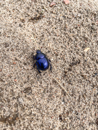 Dor beetle (Anoplotrupes stercorosus) is a species of earth-boring dung beetle belonging to the family Geotrupidae, subfamily Geotrupinae.の写真素材