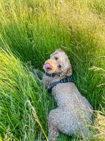 Australian Labradoodle is a mix between the Labrador Retriever, Poodle and Cocker Spaniel.の写真素材